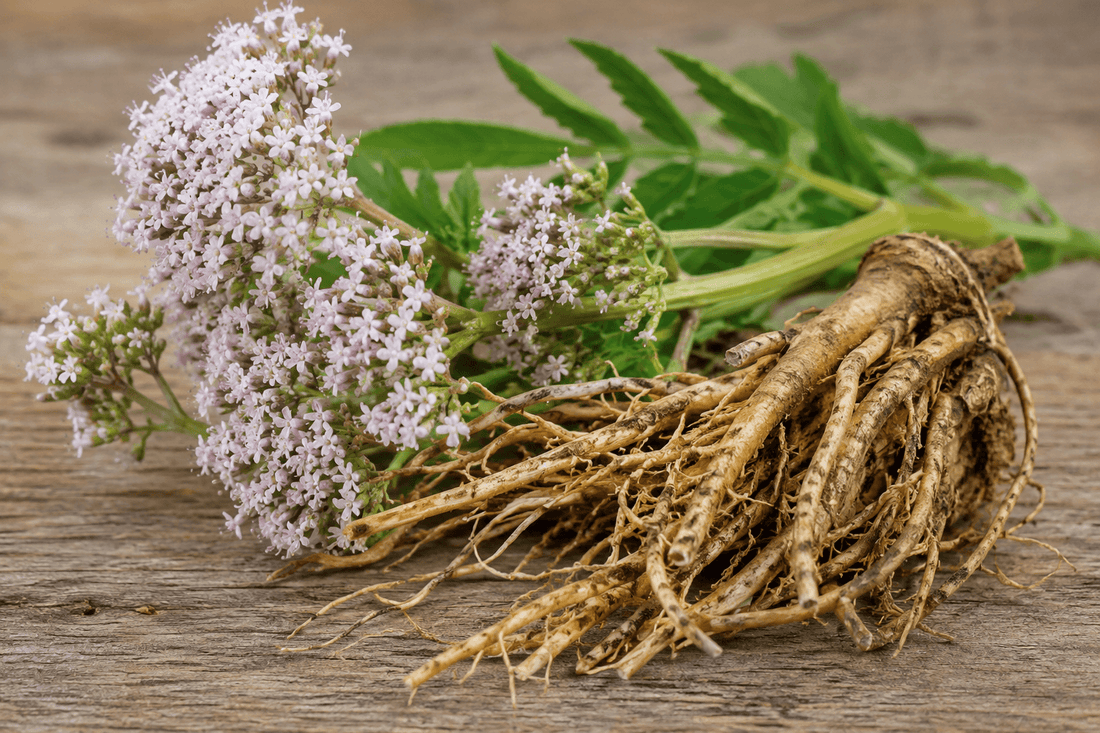 Valerian extract: the calming herb everyone's curious about