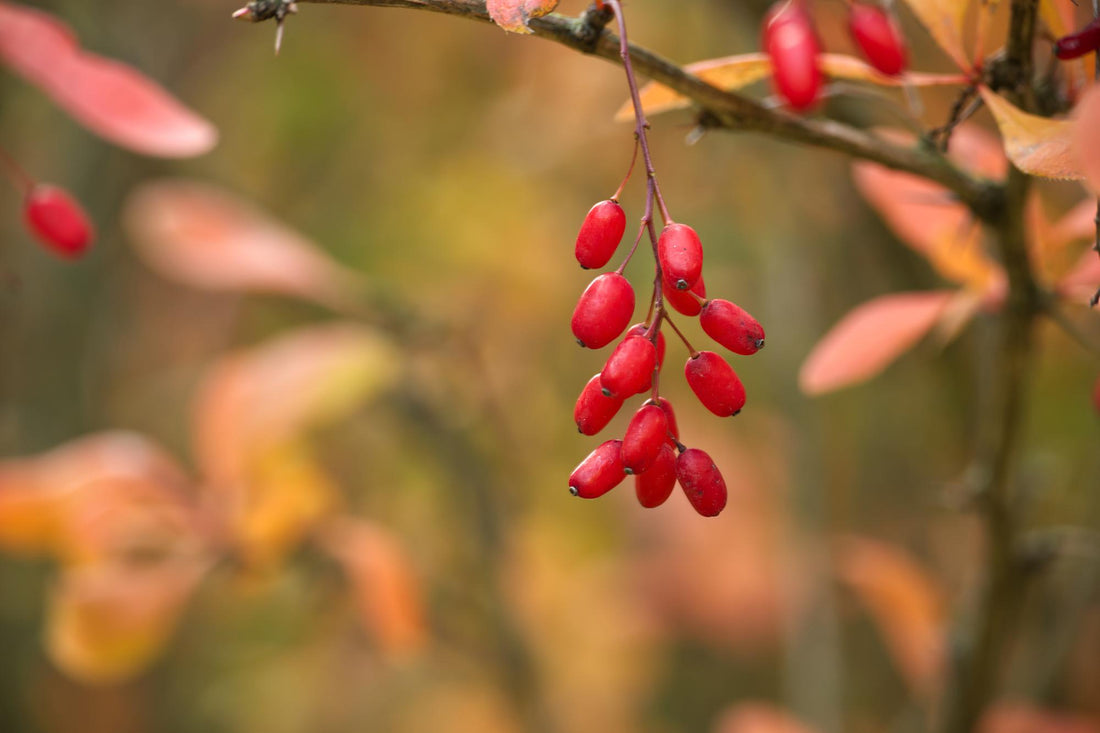 Red berberis berries on a branch with autumn foliage, the plant source of berberine