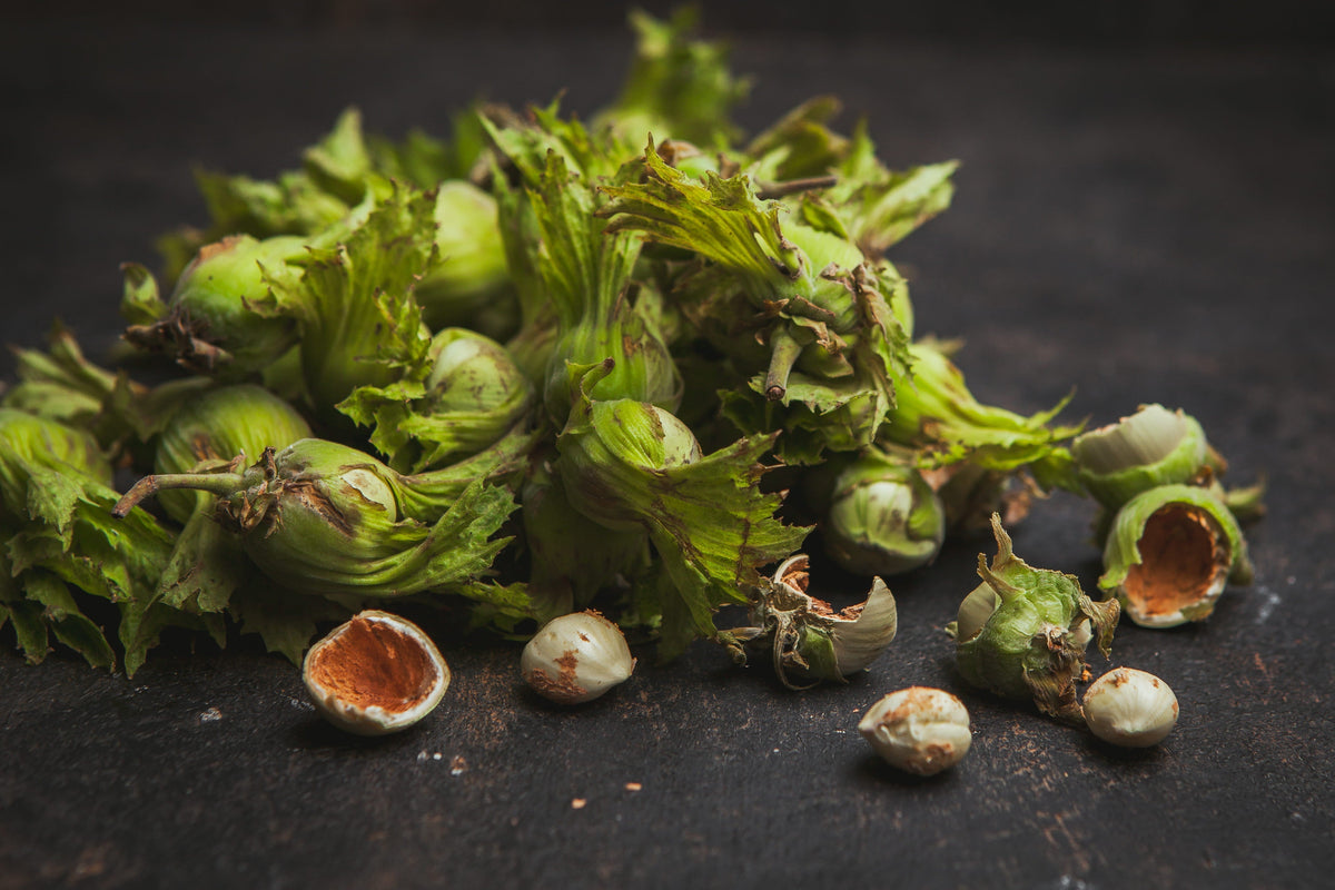 Hops extract: the beer plant with a surprising double life