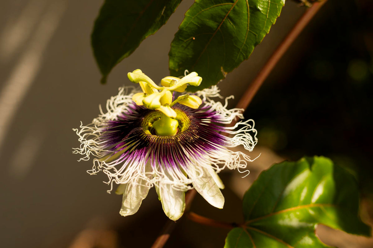 Purple and white passionflower bloom on a green vine in sunlight