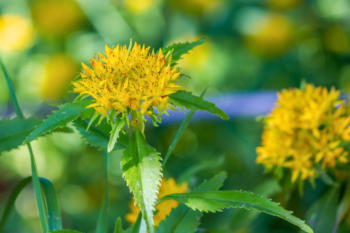 Yellow Rhodiola rosea flowers blooming in green mountain grass
